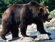 Black Bear In Himalaya