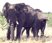 Elephant  In  Kerala