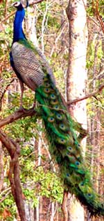 Peacock  From Gir National Park and Sanctuary in Gujarat